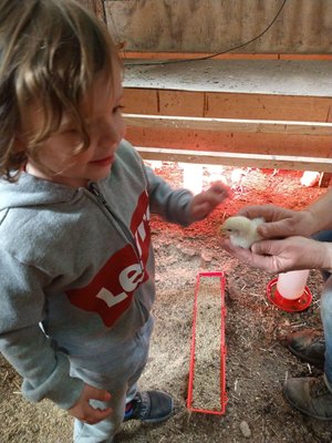 Young child interacting with a chick in a cozy barn setting, with warm lighting and rustic surroundings. The child is wearing a gray sweatshirt and appears excited while gently reaching out to touch the chick held by an adult.